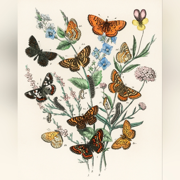Vintage Other - Vintage Botanical Butterfly Art Print